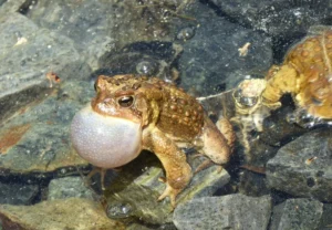 A male American toad with an inflated vocal sac