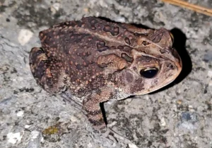 A southern toad