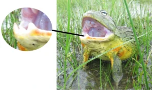 African bullfrog with bony projections on the lower jaw clearly visible