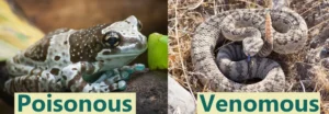 Amazon milk frogs are poisonous but not venomous