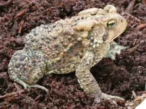 American toad on a brown background