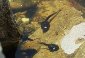 American toad tadpoles
