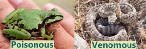 Arizona tree frogs are not venomous