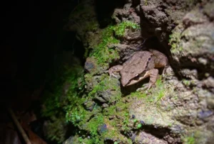Concave-eared Torrent Frog (Odorrana tormota)