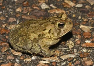 Fowler’s toad on the ground