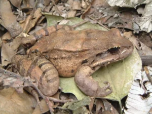 Giant ditch frog (Leptodactylus fallax)