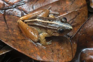 Smooth Guardian Frog (Limnonectes palavanensis)