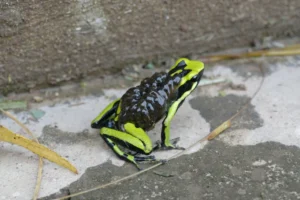 Three-striped poison frog (Ameerega trivittata) transporting its tadpoles