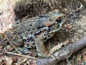 Western toad on a forest floor
