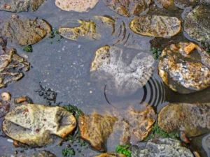 Rainwater can be safe for tadpoles