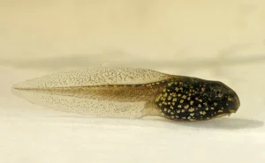 Tadpoles also breathe through the thin and highly vascularized skin of their tails.