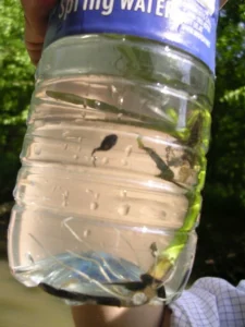Tadpoles in a bottle of spring water