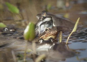 A pair of European common frogs mating