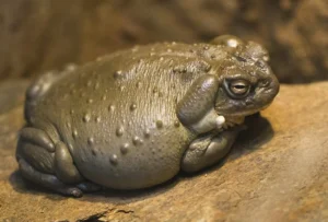 Colorado River toad with limbs tucked under its body