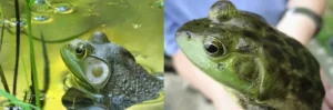 Male vs Female American bullfrog