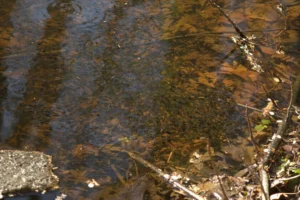 School of wood frog tadpoles at the edge of their pool