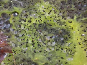 Wood frog egg mass colonized by algae