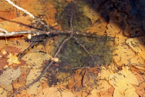Wood frog tadpoles feeding on algae associated with the egg masses