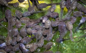 Wood frog tadpoles feeding on algae