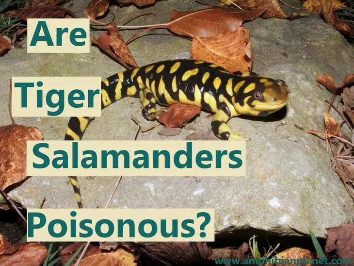 Are tiger salamanders poisonous