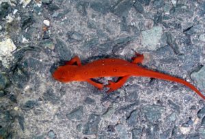 Brightly colored red eft
