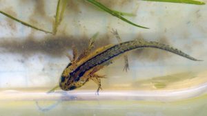 What newt larvae in captivity 