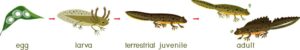 Life cycle of a newt