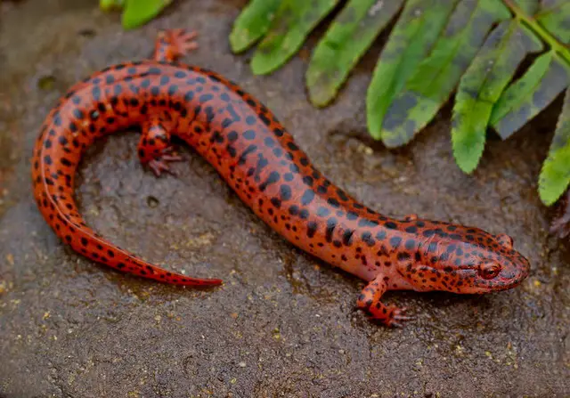 Northern Red Salamander Photo by: Peter Paplanus/flickr