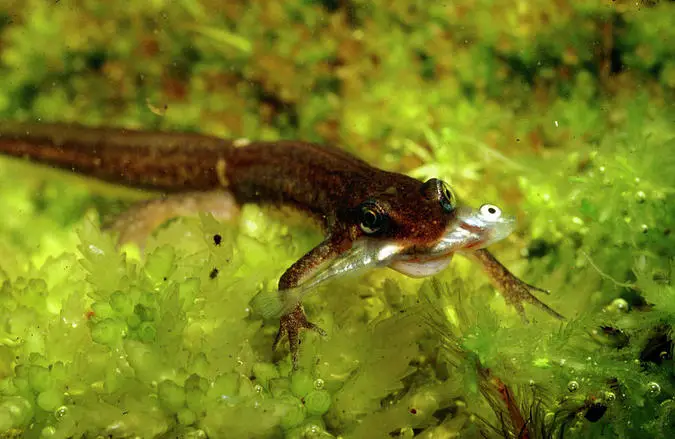 Palmate newt eating fish