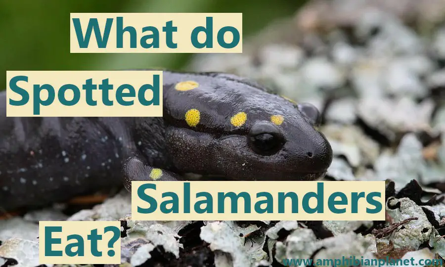 what spotted salamanders eat