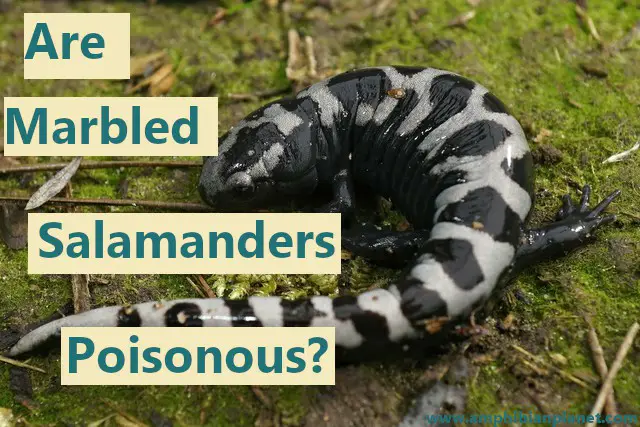 Marbled salamander on moss