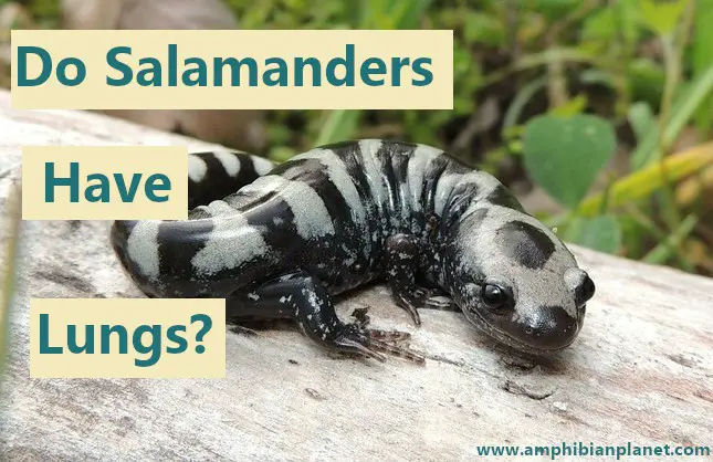 Marbled salamander on a log.