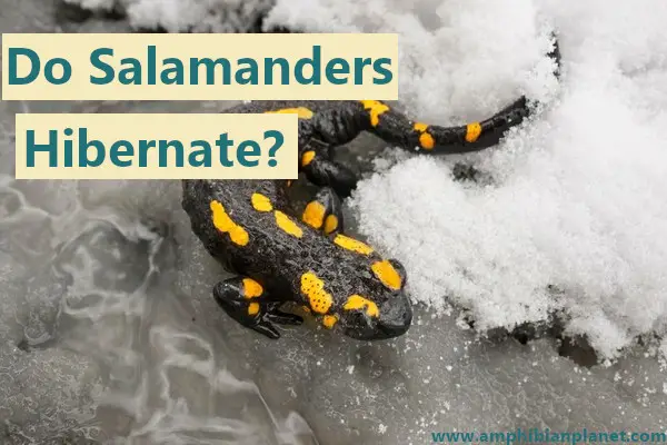 Salamander on ice