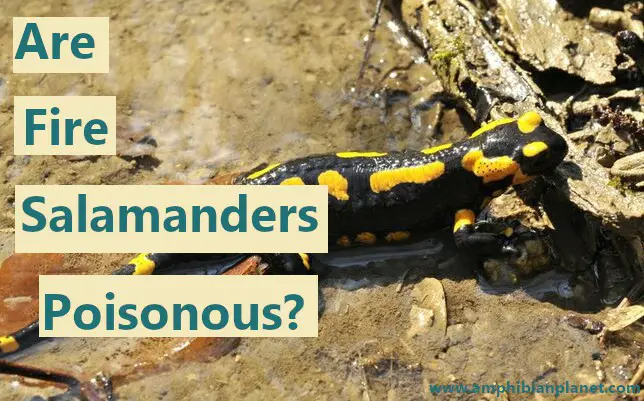 Fire salamander in a puddle