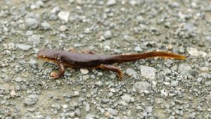 Rough skinned newt on a gravel road