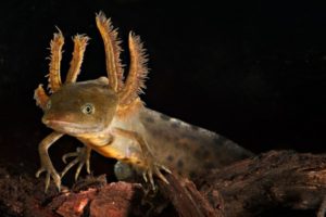 Salamander showing its external gills