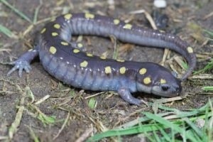 A yellow spotted salamander on the ground
