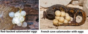 Terrestrial salamander eggs