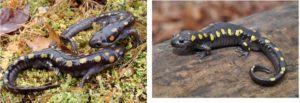 Spotted salamanders