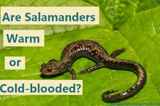 Salamander on a green leaf