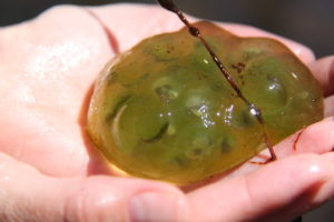 Spotted salamander eggs in hand