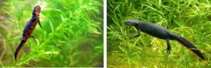 Chinese and Japanese fire belly newts