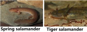 Spring salamander and tiger salamander larvae close to metamorphosis 
