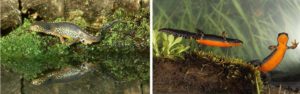 What breeding alpine newts look like