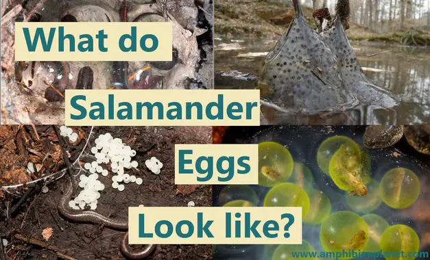 What salamander eggs look like