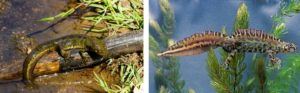 What marbled newts look like in the breeding season