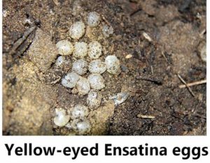 Yellow eyed ensatina salamander eggs