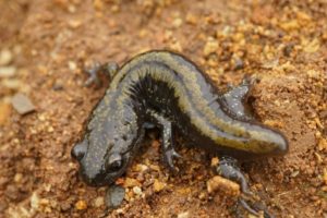 Long toed salamander on the ground 