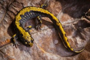 Bright colors warn of the long toed salamanders toxic defense 