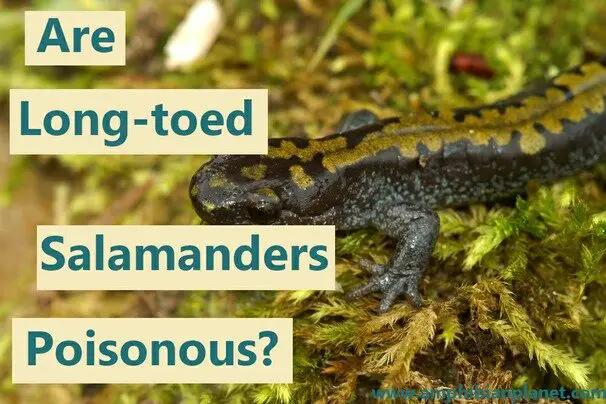 Long toed salamander on moss
